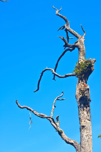 죽은 나무의 분 지 — 스톡 사진