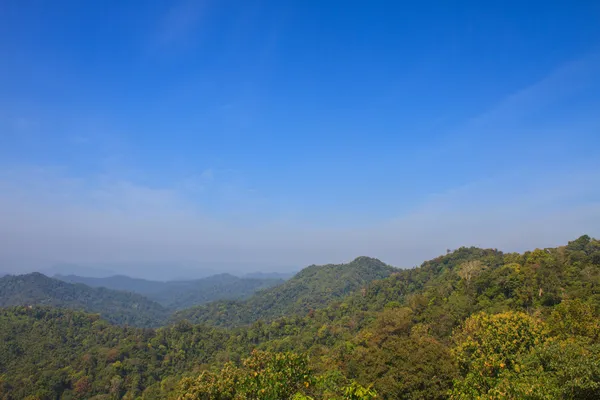 Forêt en Thaïlande — Photo