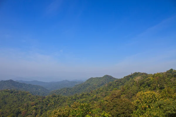 Skog i Thailand — Stockfoto