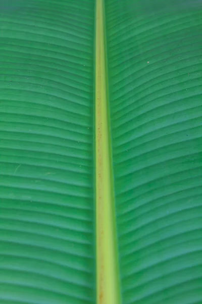 绿了芭蕉叶 — 图库照片