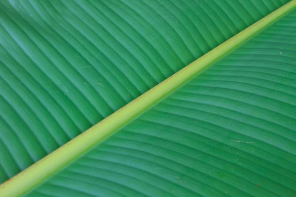 녹색 바나나 잎 — 스톡 사진