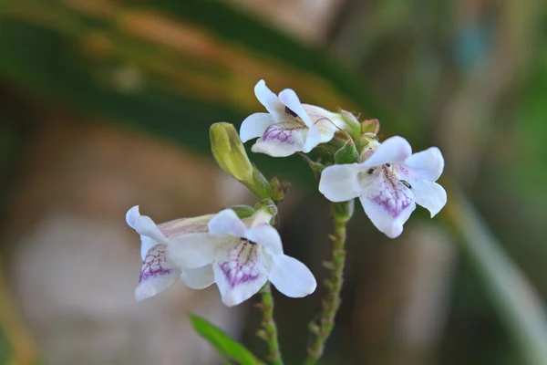 Blomma från thailand — Stockfoto