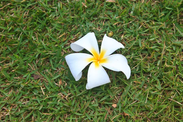 Kwiat z Tajlandii — Zdjęcie stockowe