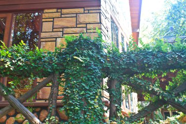 Yeşil tırmanma bitki