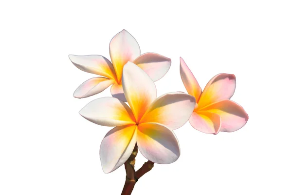 Flor de Tailandia — Foto de Stock