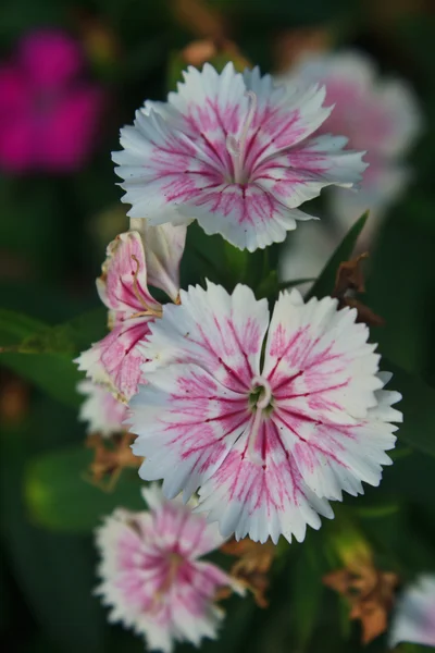 Flower from Thailand — Stock Photo, Image