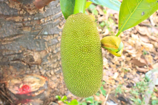 Baby Jackfruit — Stock Photo, Image