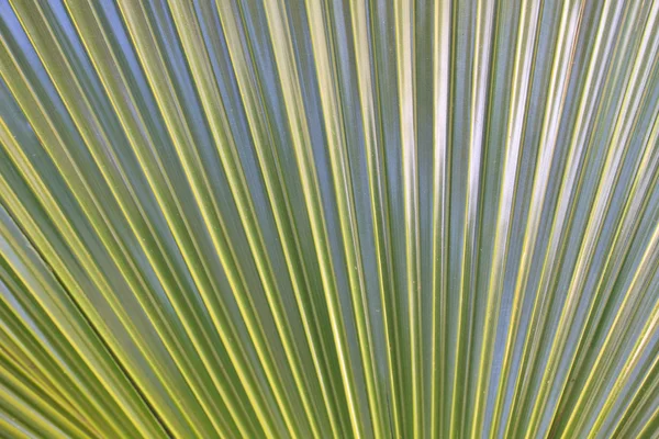 Groene palmbladeren — Stockfoto