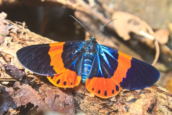 Mooie nachtvlinder in diepe bossen — Stockfoto