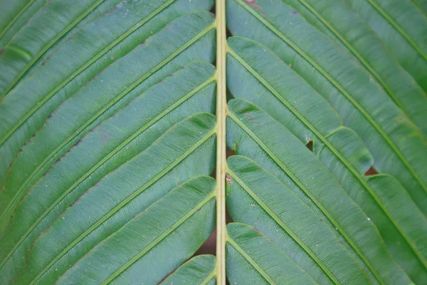 Textura de hoja de helecho — Foto de Stock