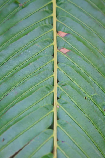 Textura de hoja de helecho —  Fotos de Stock