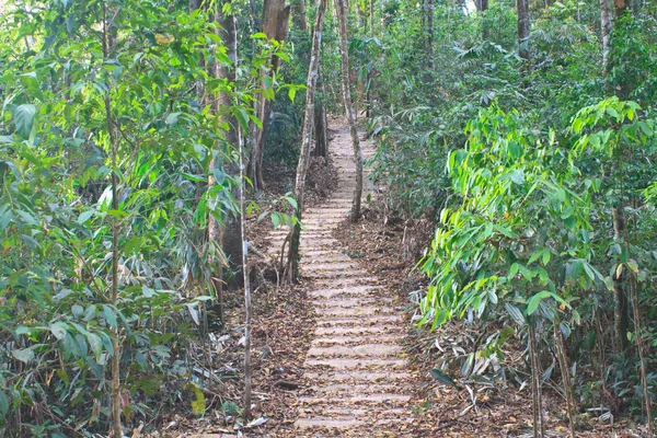Escalier vers jungle — Photo