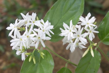 ormanda beyaz Yasemin çiçekleri