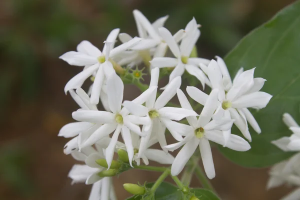 Білі квіти жасмину в лісі — стокове фото