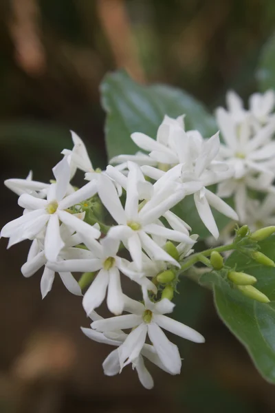 Flores de jazmín blanco en el bosque —  Fotos de Stock