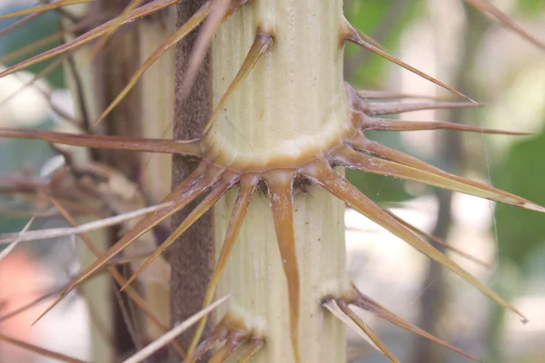 Thorns of Zalacca — Stock Photo, Image