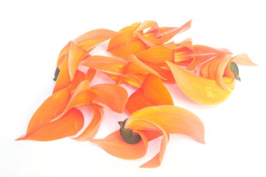 butea monosperma çiçek