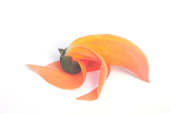 Butea monosperma Blüten — Stockfoto