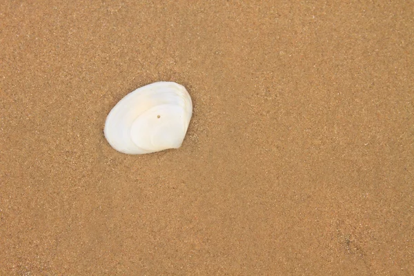 Coquilles de mer avec sable — Photo