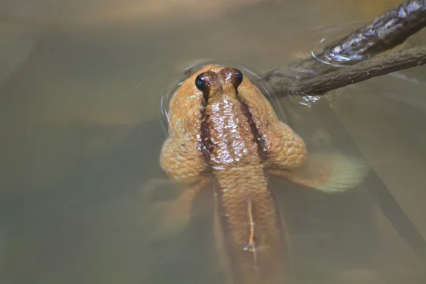 Mudskipper em um pântano de mangue — Fotografia de Stock