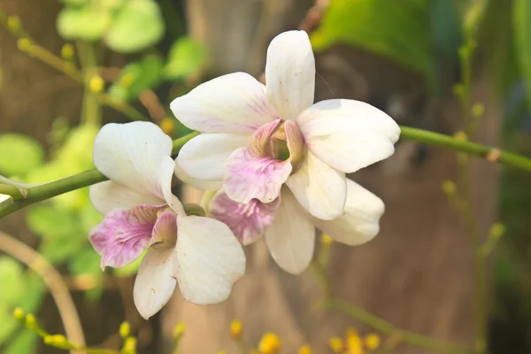 Цветение орхидеи в саду — стоковое фото