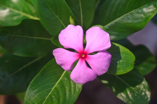 长春花花卉 — 图库照片