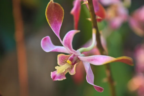 Flor de orquídea no jardim — Fotografia de Stock