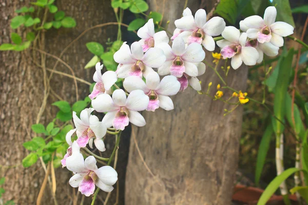 Bahçe orkide çiçeği — Stok fotoğraf