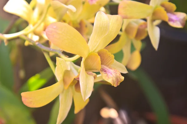 Orkidé blomma i trädgården — Stockfoto