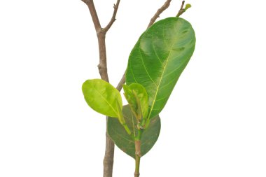 yeşil yaprak nefesi 