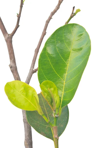 Зелений лист джекфрут — стокове фото