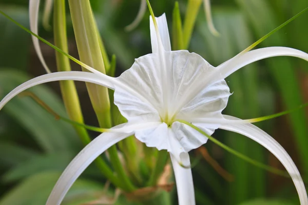 Белый цветок паука — стоковое фото