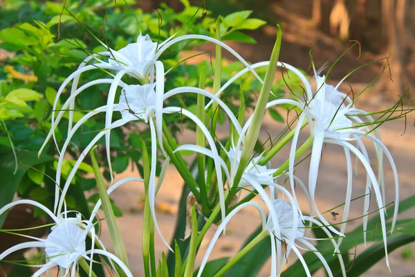 Lys d'araignée blanc fleur — Photo