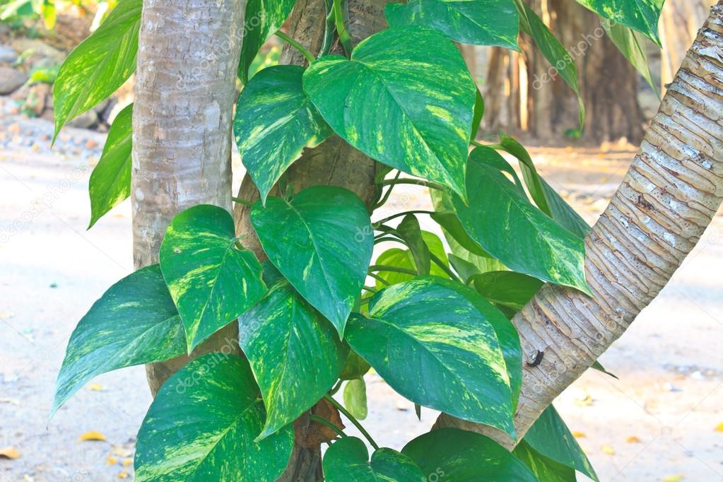 Golden Pothos Plant