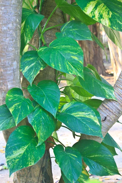 Gouden pothos plant — Stockfoto