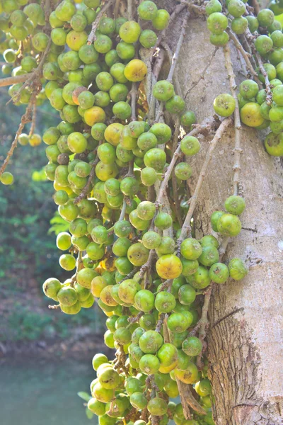 Fruits figs on the tree — Stock Photo, Image