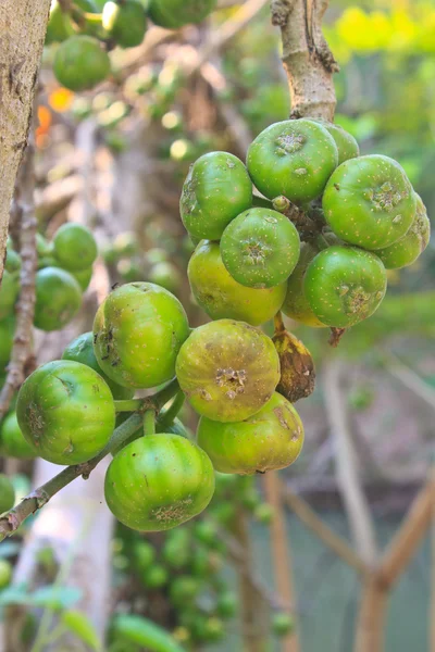 Vruchten vijgen op de boom — Stockfoto