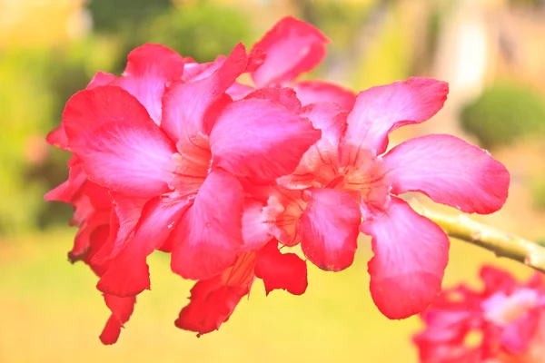 Belles fleurs roses azalées fleurs tropicales — Photo