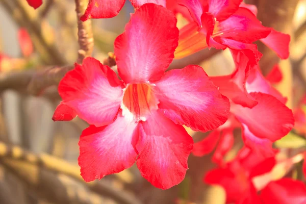 Mooie roze azalea bloemen tropische bloem — Stockfoto