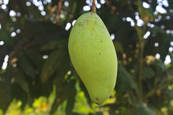 Манго на манго дерево — стоковое фото
