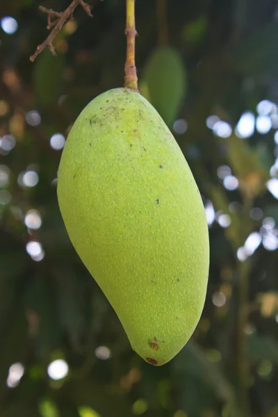 Manghi su un albero di mango — Foto Stock