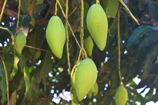 Mangoes on a mango tree — Stock Photo, Image