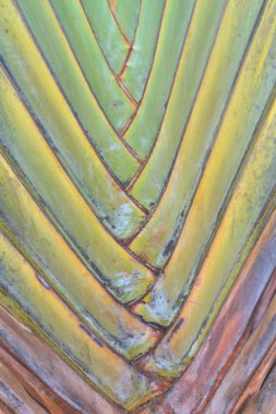 yaprak bir seyahat palm üzerinde temel alır. 