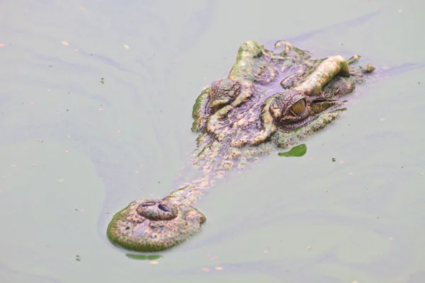 A folyó vad krokodil — Stock Fotó