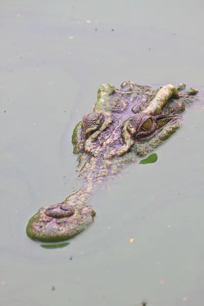 Дикий крокодил на реке — стоковое фото