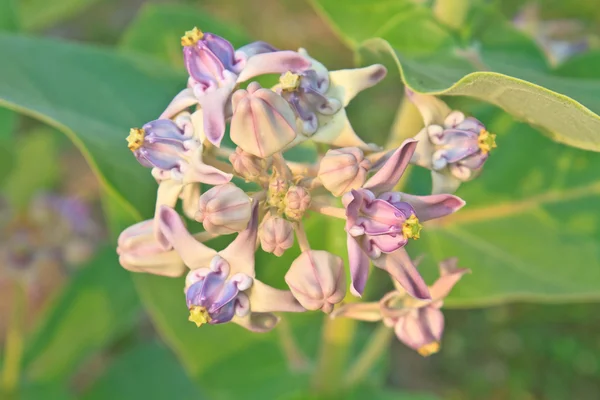 Colorful white and purple flower — Stockfoto