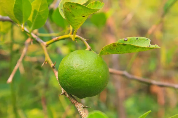 Grönt citron på citron träd i ekologisk gård — Stockfoto