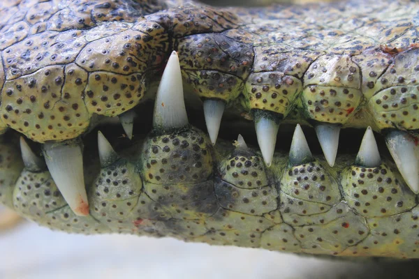 Boca e dentes um crocodilo — Fotografia de Stock