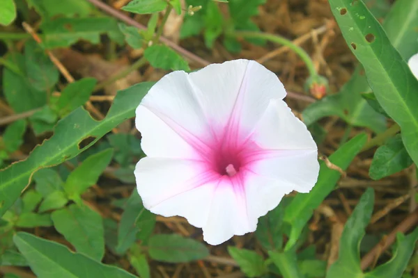 Beautiful wild morning glory flowers — Stock Photo, Image