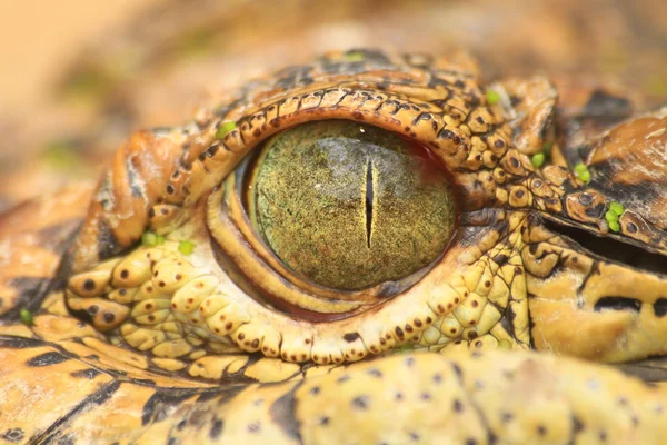 Fechar o olho do crocodilo — Fotografia de Stock